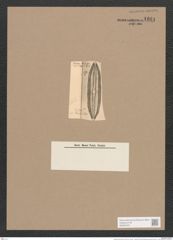 Navicula thumii Pant. (de-Toni-Nr.: Genus 1, Species 679) Zeichnungen Sammlung Grunow Nr. 1264 (NHMW-BOT-W0367915)